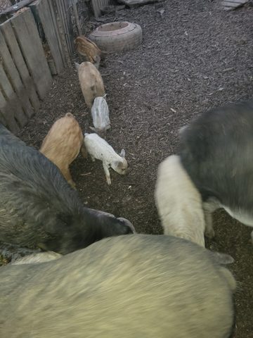 Pigs and piglets