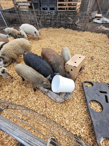 Pigs and piglets