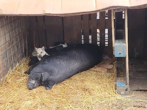 Pigs and piglets