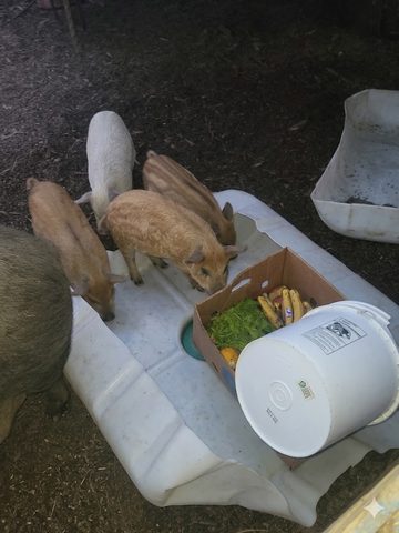 Pigs and piglets