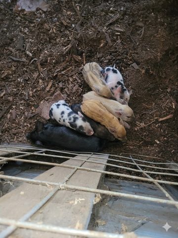 Pigs and piglets