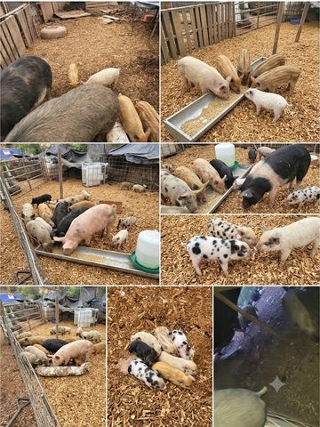Pigs and piglets
